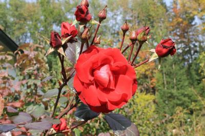 Rote-Rosen