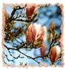 *magnolia blütenmeer* (photocase)