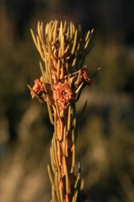 Nadelblume