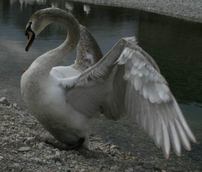 fluegelschwan