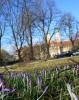 fruehlingserwachen
