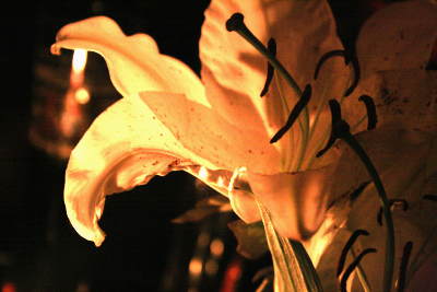 lichtbluete