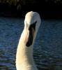 Schwan am Flaucher im Nachmittagslicht Schwan am Flaucher im Nachmittagslicht