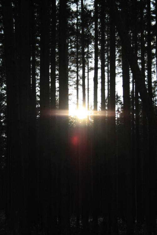 sonnenbaeume