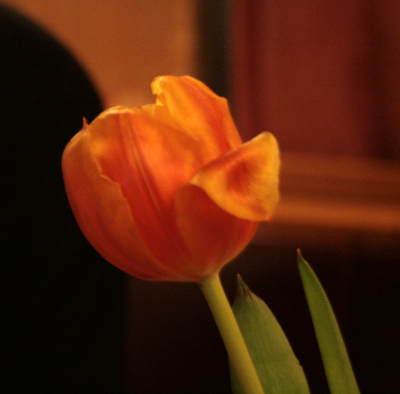 tulpe