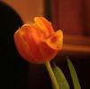 tulpe
