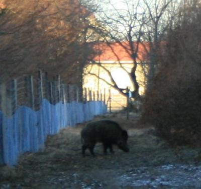 wildschwein