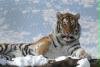 tiger20schnee201