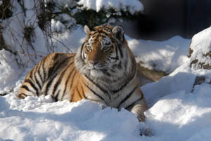 tiger20schnee201_web