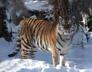 tiger20schnee201a_web