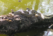 Indische Wasserschlangen