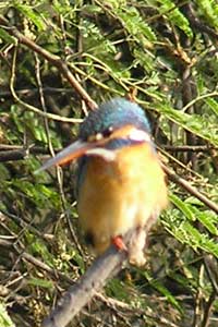 Zwerg-Kingfisher