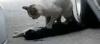 2010_05_02_Katzenreanimation