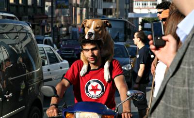 Hund auf Man auf Mofa in Kadiköy