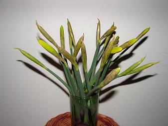 fruehling-eins