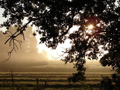 nebel-eins