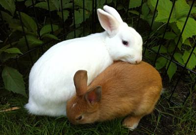 bunny_love
