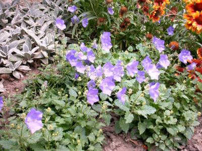 Glockenblumen