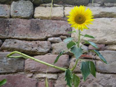 Sonnenblume an Mauer