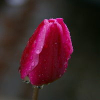 Violette Tulpe mit Wassertropfen