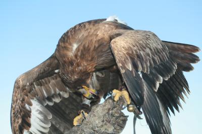 Vogelschau-Jahrgang-2010-025