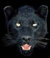 panther