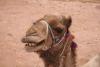 camel