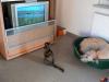 Katze-sieht-fern