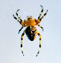 Spinne aus dem Burgenland