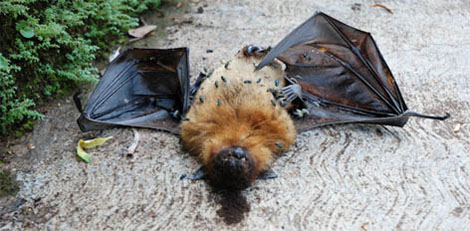 bat