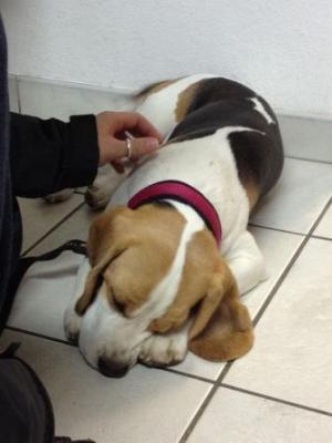 diese Leckerlispritze aber auch :)