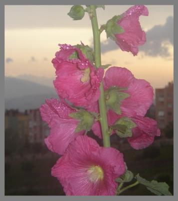 P1010003