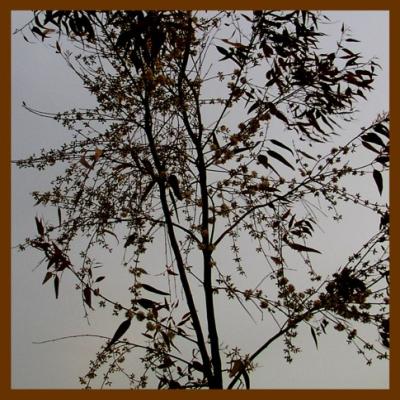 baum - izmir