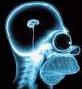 homer-simpson-xray