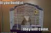 funny-pictures-cat-birdcage1