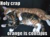 funny-pictures-cats-contagious-orange