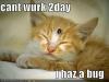 funny-pictures-orange-kitten-has-ladybug