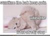funny-pictures-white-kitten-cant-walk1