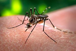 300px-Aedes_aegypti_CDC-Gathany