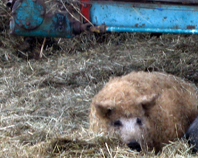mein liebstes wollschwein