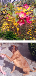 Von Blüten und Hunden 