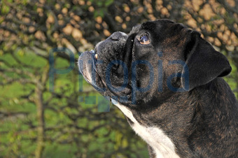 Boxer mit extrem kurzer Schnauze