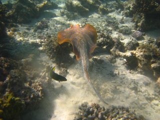 Ningaloo Reef 1