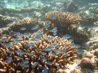 Ningaloo Reef 2