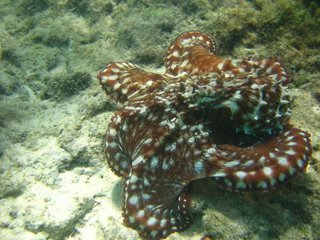 Ningaloo Reef 3