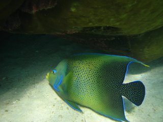 Ningaloo Reef 4