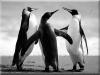 Penguinsbearbeitet