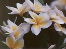 Plumeria