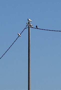 totem2
