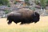 Auf Tuchfühlung mit einem Bison im Yellowstone Nationalpark.